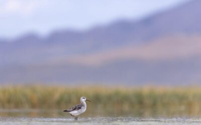 Hope for the Wilson’s Phalarope: The Need For an Endangered Species Act Listing