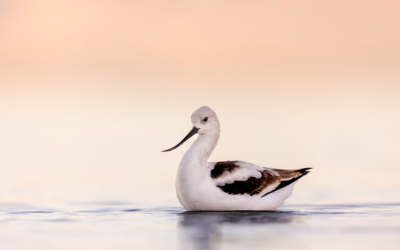 The Great Salt Lake Migration