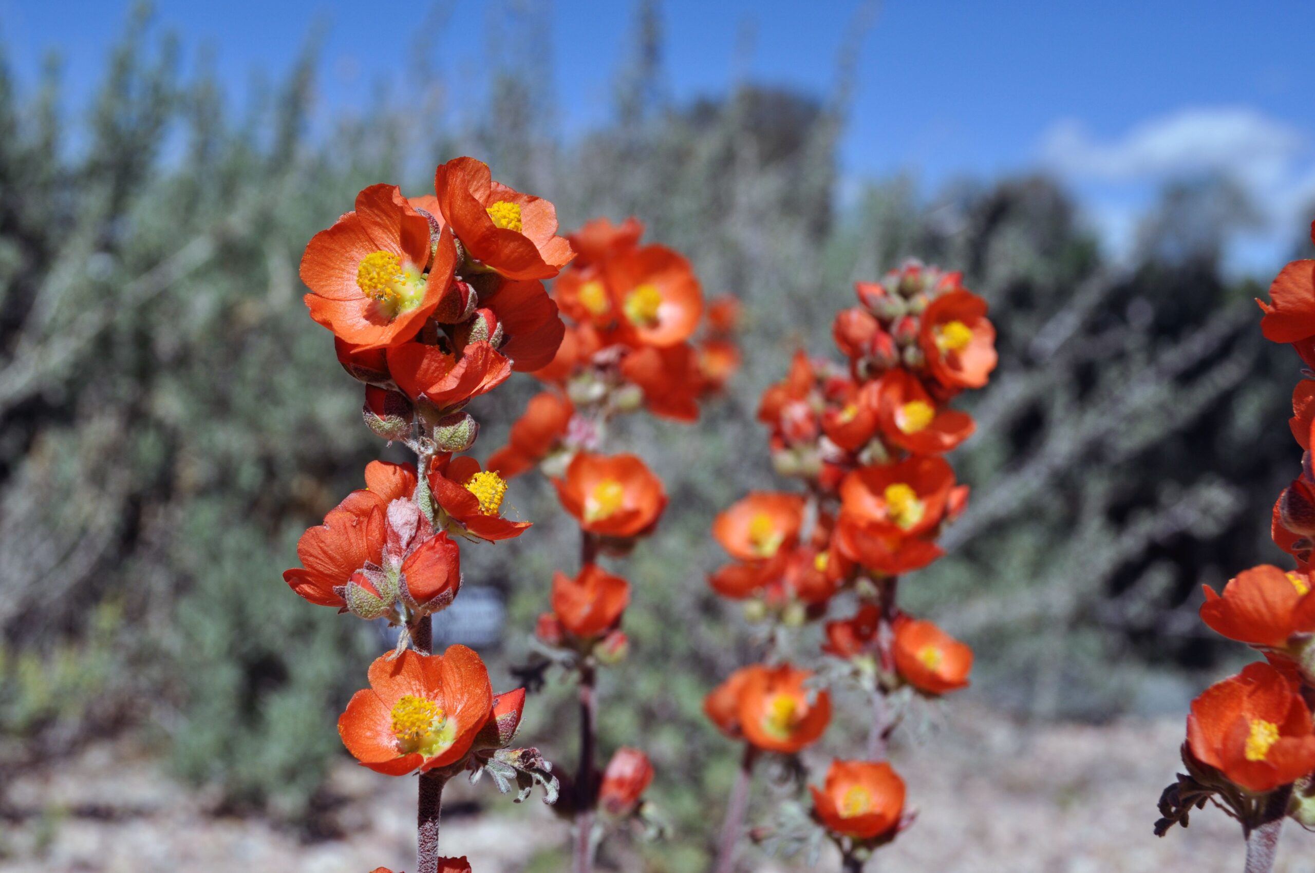 Gooseberry-Leaf-Globemallow-Sphaeralcea-grossulariifoliaUT-Native