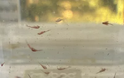 How to build your own brine shrimp terrarium